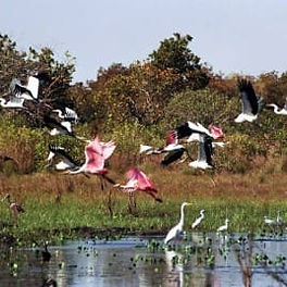 fauna do pantanal em coxim