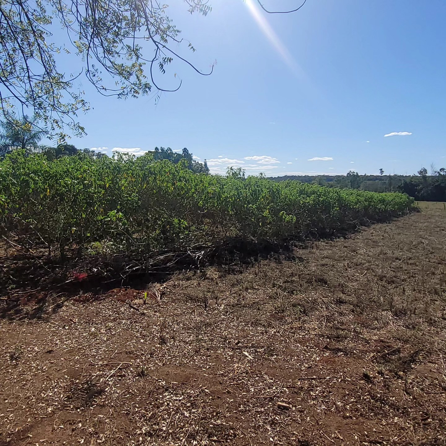Foto: Reprodução/Prefeitura de Coxim - MS